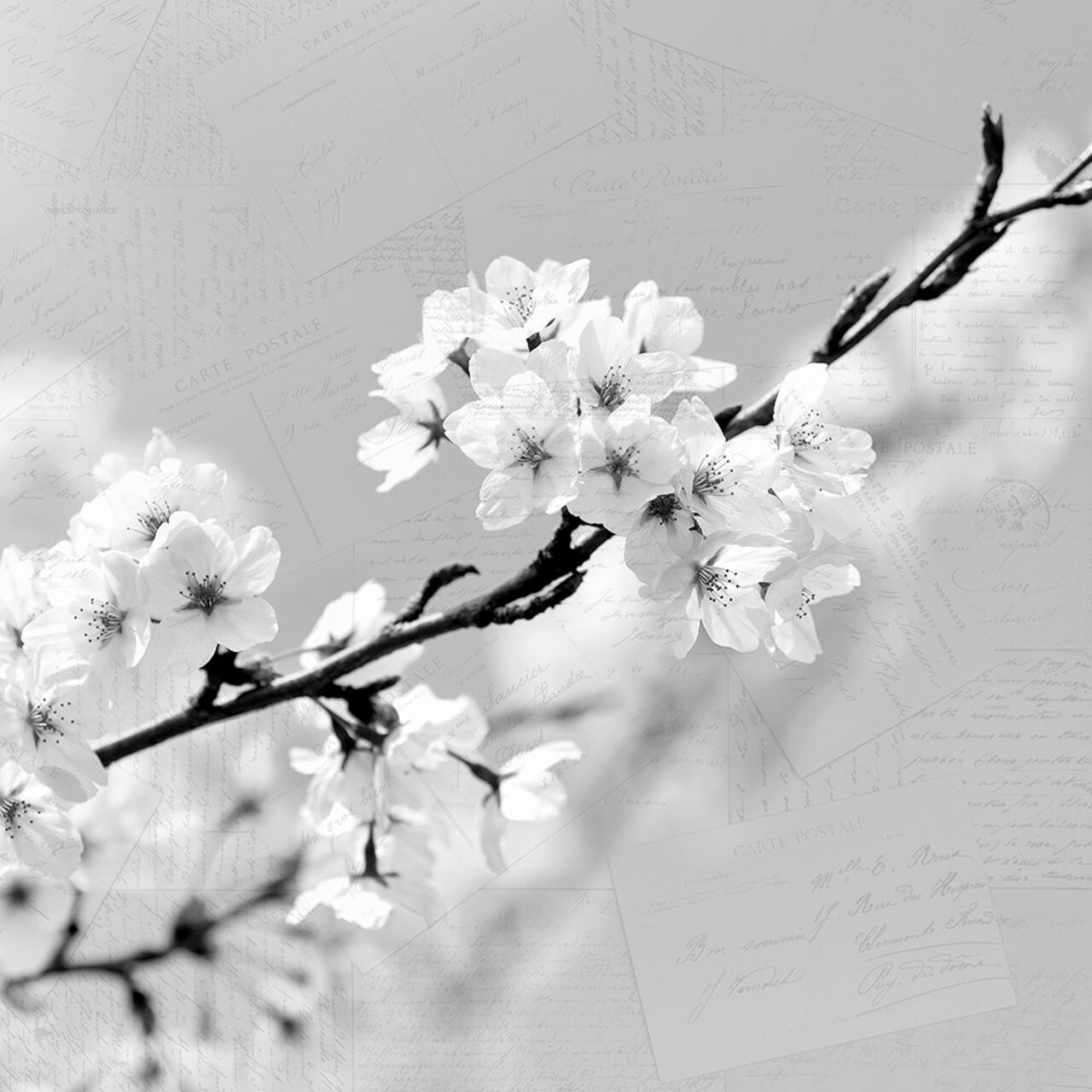 Postcard Magnolia 2 Poster Print by Allen Kimberly - Item # VARPDXKASQ562B